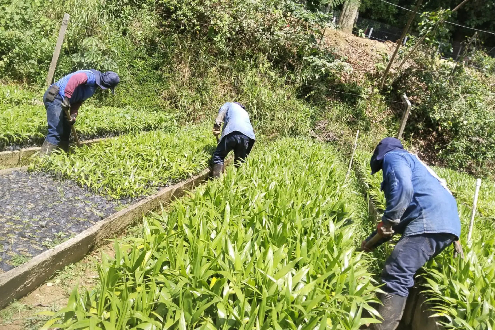 Personas trabajando en un vivero de material vegetal